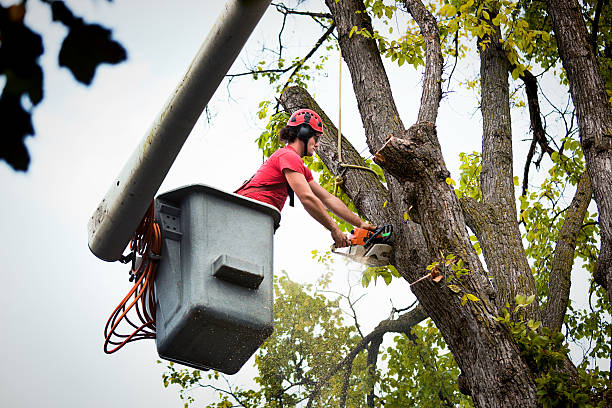 Best Emergency Tree Service  in Deschutes River Woods, OR